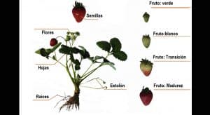 calidad en frutillas/fresas