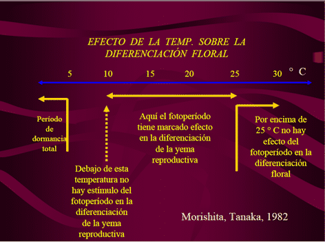 Floración