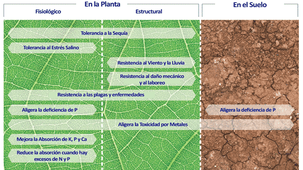 Efecto del Silicio en el estrés biótico y abiótico