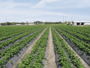 calidad en frutillas/fresas