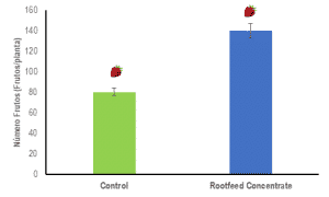 calidad en frutillas/fresas