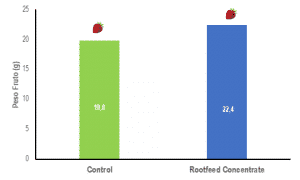 calidad en frutillas/fresas