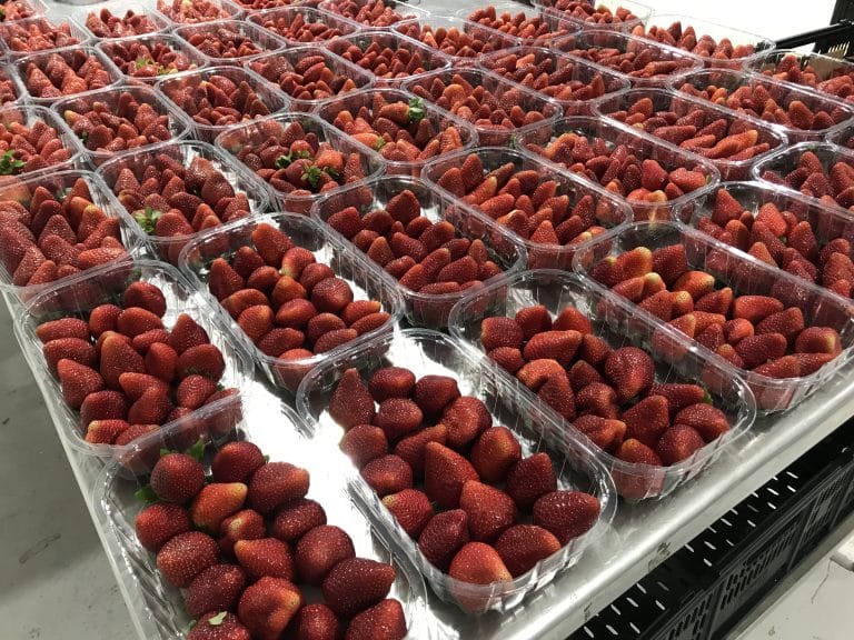 Científicos colombianos estudiaron el efecto sobre la calidad post cosecha en frutilla/fresa de 4 recubrimientos comestibles de Aloe vera y Alginato de Sodio