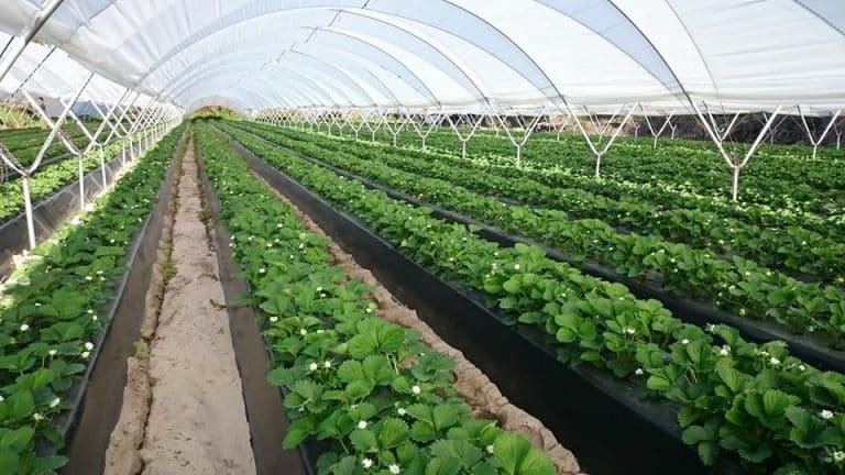 Serie Nutrición: La importancia del Nitrógeno en la frutilla/fresa. 5 tips para tu plan de fertilización