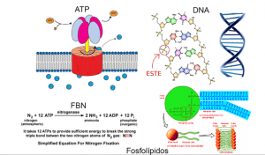 fósforo en la frutilla/fresa