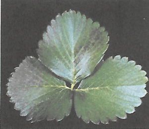 fósforo en frutilla/fresa