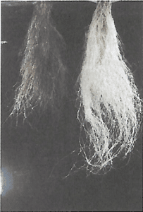 fósforo en la frutilla/fresa