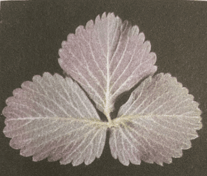 fósforo en la frutilla/fresa