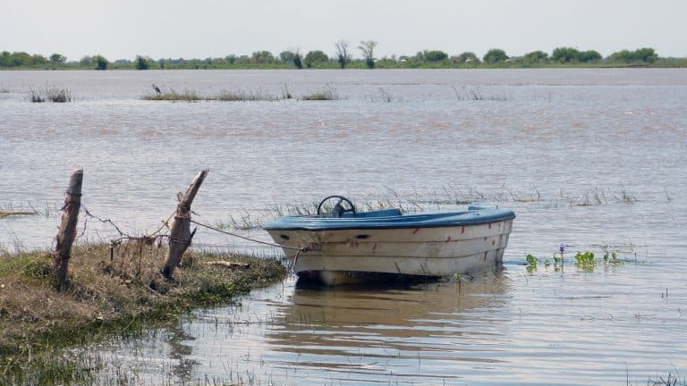 Frutillas/fresas de Coronda, Argentina: Aumento de la salinidad del Río Coronda amenaza la producción 2021
