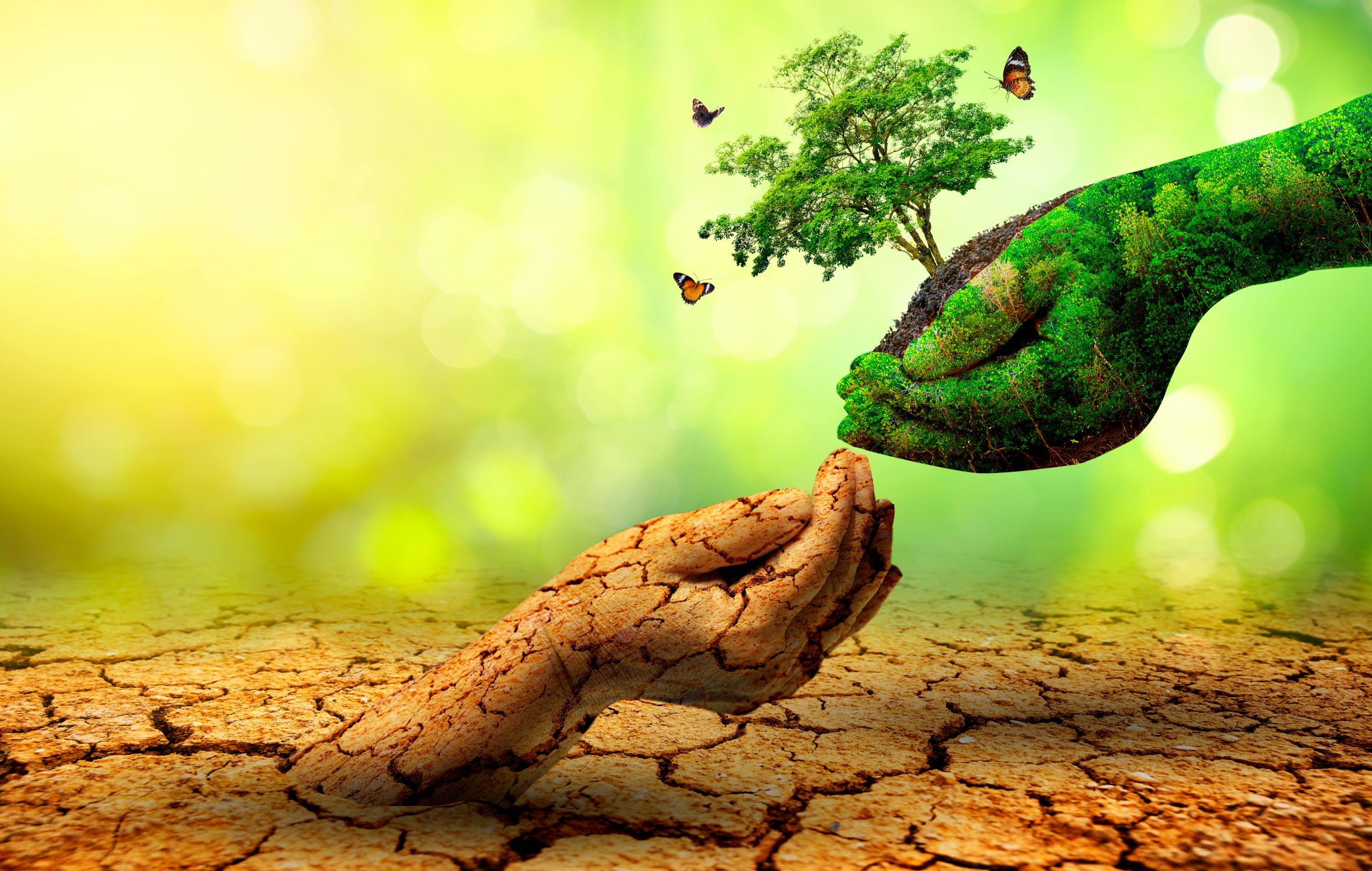 diatomeas biosilicio