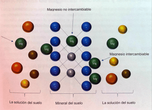 magnesio en la frutilla/fresa
