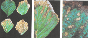 magnesio en la frutilla/fresa