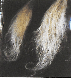 magnesio en frutilla/fresa