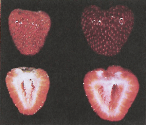 magnesio en la frutilla/fresa