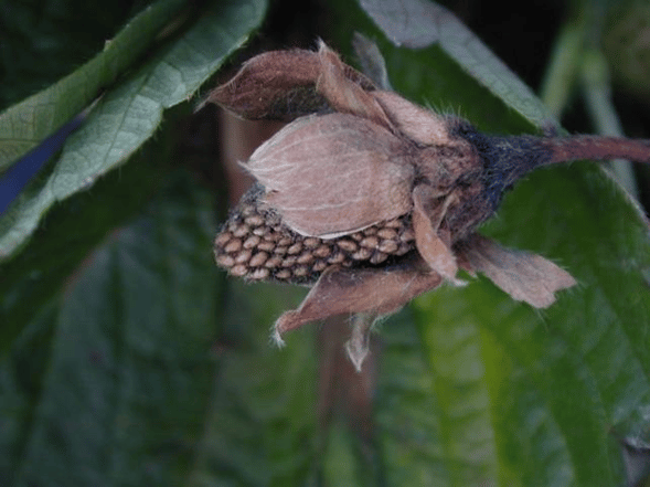 Botrytis cinerea en frutilla/fresa. 4 estrategias para controlar la