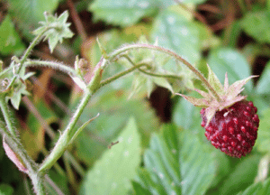 origen de la frutilla/fresa