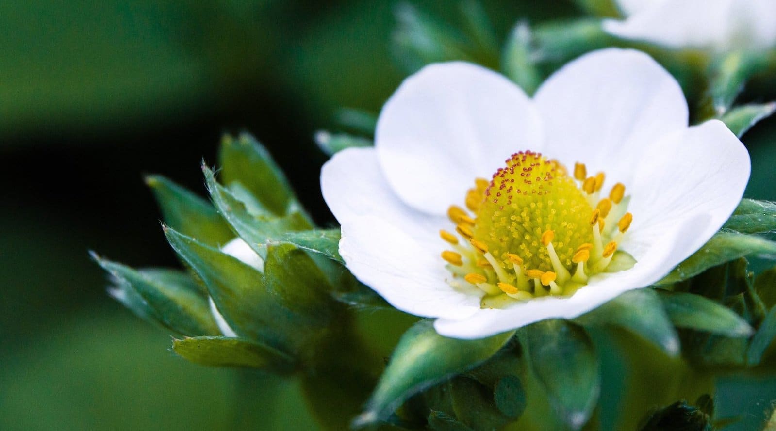 boro en la frutilla/fresa