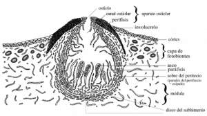 viruela en frutilla/fresa