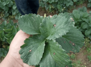 viruela en frutilla/fresa