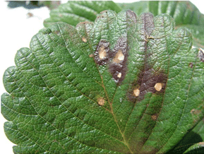 viruela en frutilla/fresa