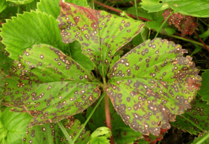 viruela en frutilla/fresa