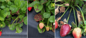 viruela en frutilla/fresa