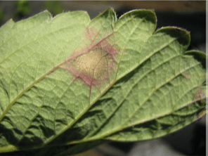 viruela en frutilla/fresa