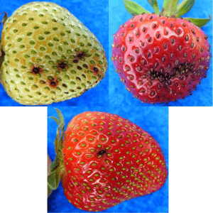 viruela en frutilla/fresa