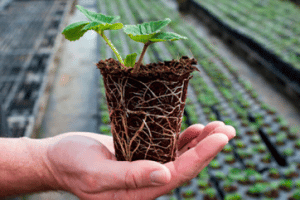 viruela en frutilla/fresa