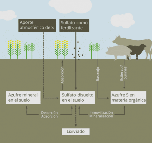 azufre en la frutilla/fresa