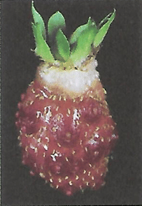 boro en la frutilla/fresa