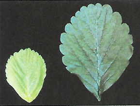 azufre en la frutilla/fresa