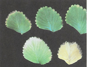 azufre en la frutilla/fresa