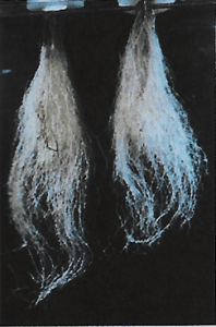 azufre en la frutilla/fresa