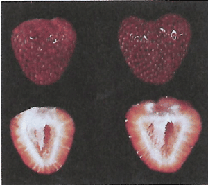 azufre en la frutilla/fresa