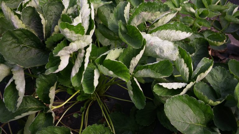 Serie Fitosanitaria: Oidio en frutilla/fresa provocado por Podosphaera aphanis y su control bajo 4 enfoques