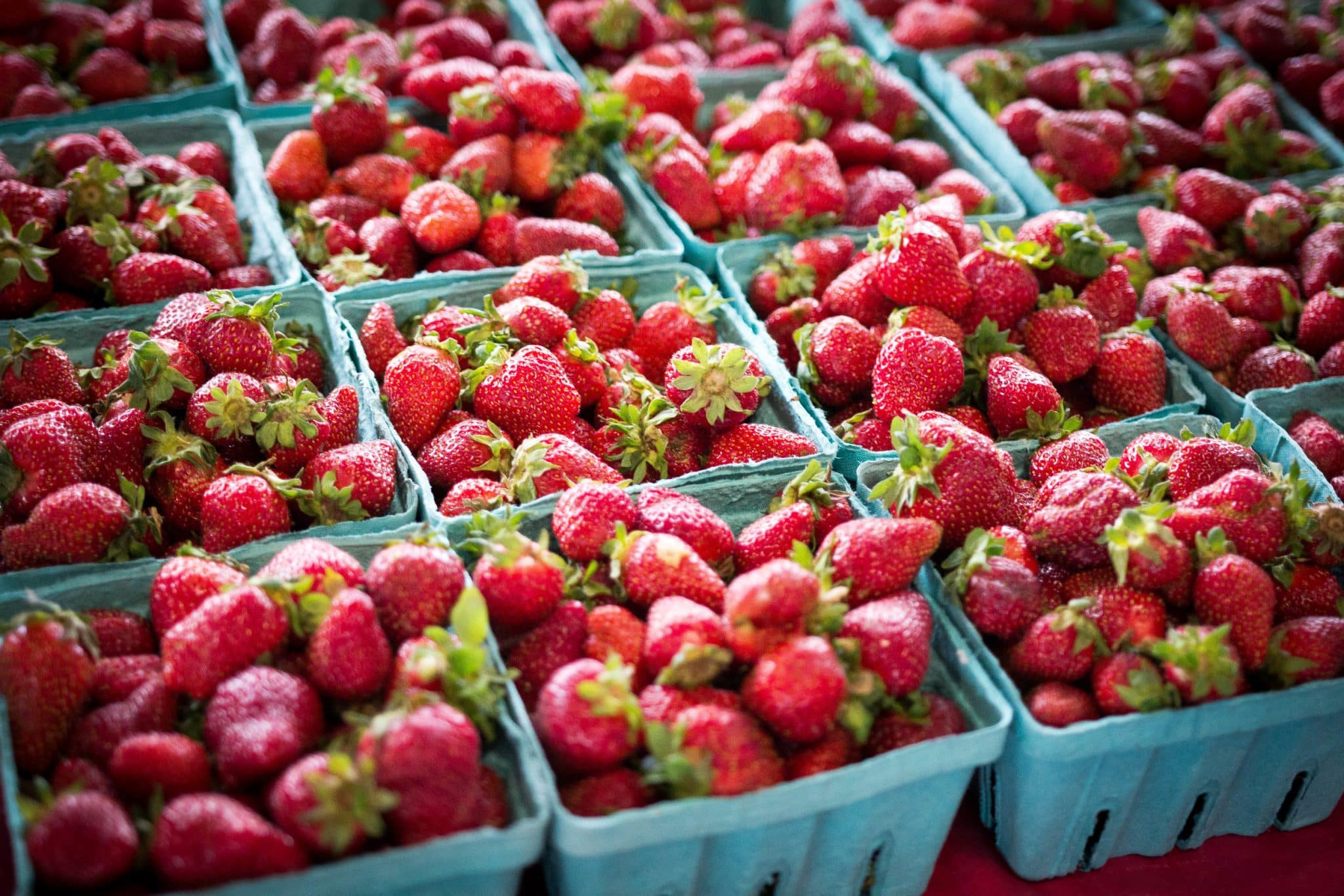 maduración de la frutilla/fresa