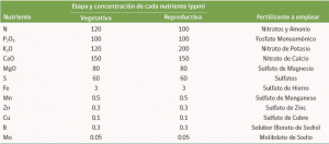 frutilla/fresa en sustrato