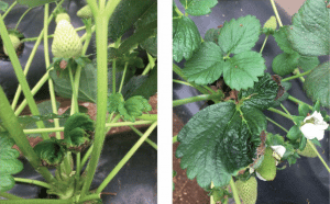 frutilla/fresa en sustrato