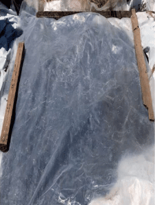 frutilla/fresa en sustrato