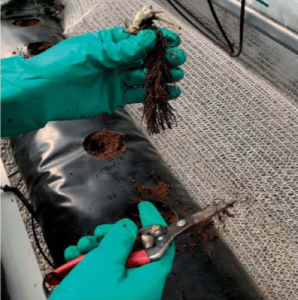 frutilla/fresa en sustrato