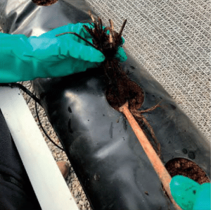 frutilla/fresa en sustrato