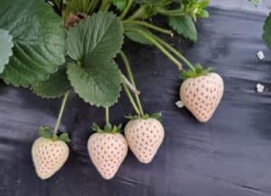 frutillas/fresas blancas