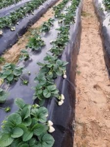 frutillas/fresas blancas