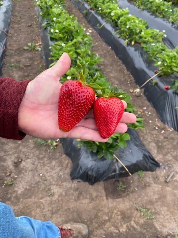 Plantas de Fresa Cirano - FRAGARIA X ANANASSA Cirano - T.O.G