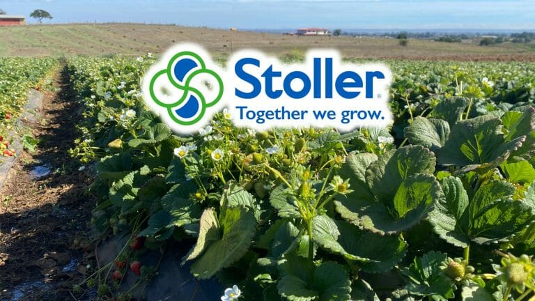 Balance hormonal en frutilla/fresa y 3 estrategias Stoller para optimizarlo