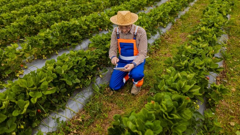 Chile: Inicia inscripción de productores para las nuevas Alianzas Estratégicas de la temporada 2023-2024