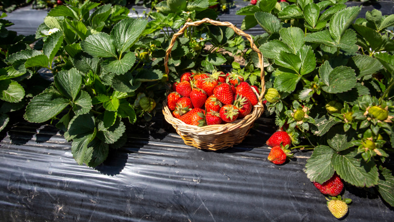 Aminoácidos en Frutillas: Aliado Estratégico para el Estrés y el Alto Rendimiento
