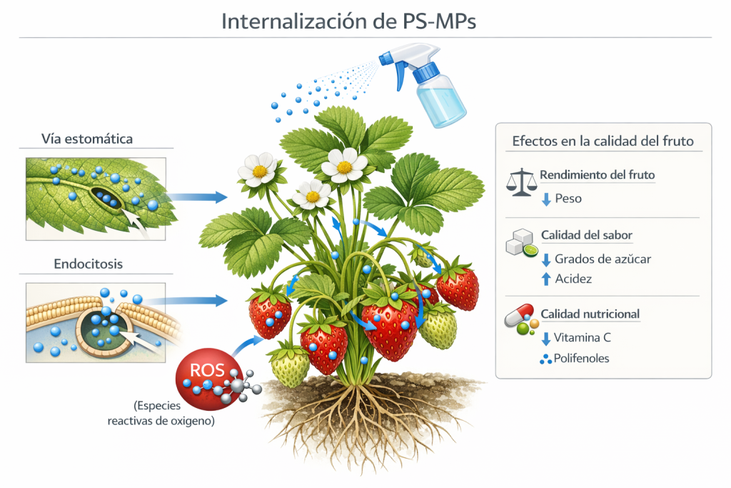 Microplásticos en frutilla