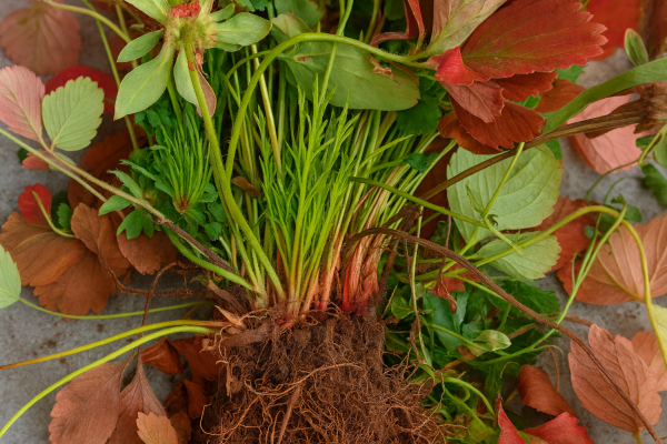 Alerta para Productores: Detectan Enfermedad de Escobas de Bruja en Frutilla Asociada a Fitoplasma